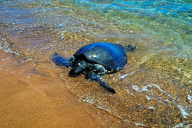 Sea Turtle