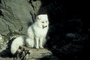 Arctic Fox picture