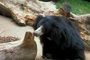 Black Bear picture