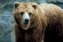 Brown Bear picture