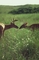 Deer picture