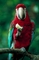 Macaw picture