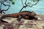 Marine Iguana picture