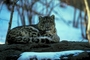 Snow Leopard picture