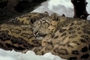 Snow Leopard picture