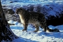 Snow Leopard picture