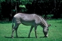 Zebra picture