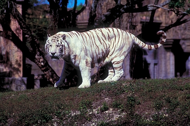 White Tiger