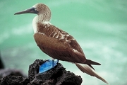 Blue-footed Booby Poster