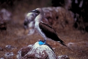 Blue-footed Booby Poster