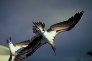 Blue-footed Booby Poster