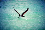 Blue-footed Booby Poster