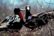 Frigatebird T-Shirt