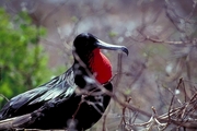 Frigatebird T-Shirt