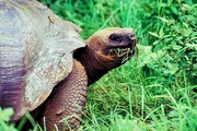 Giant Tortoise T-Shirt