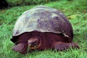 Giant Tortoise T-Shirt