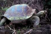 Giant Tortoise T-Shirt