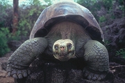 Giant Tortoise T-Shirt