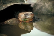 Giant Tortoise T-Shirt