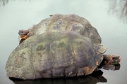 Giant Tortoise T-Shirt