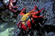 Sally Lightfoot Crab Magnet