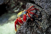 Sally Lightfoot Crab T-Shirt