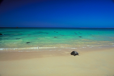 Sea Turtle