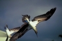 Blue-footed Booby picture