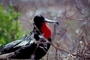 Frigatebird picture