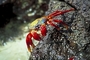 Sally Lightfoot Crab picture