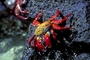 Sally Lightfoot Crab picture