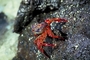 Sally Lightfoot Crab picture