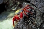 Sally Lightfoot Crab picture