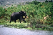 African Elephant T-Shirt