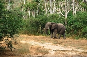 African Elephant T-Shirt