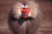 Baboon T-Shirt