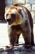 Brown Bear T-Shirt