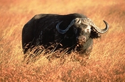 Cape Buffalo T-Shirt