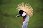 Crowned Crane T-Shirt