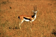 Gazelle T-Shirt