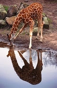 Giraffe T-Shirt