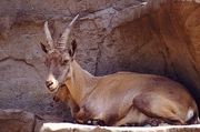 Mountain Goat Mousepad