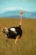 Ostrich Poster