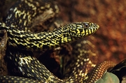 Pine Snake Poster