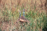 White-bellied Bustard T-Shirt