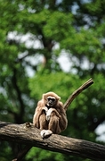 White-handed Gibbon T-Shirt