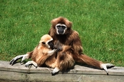 White-handed Gibbon T-Shirt