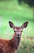 White-tailed Deer T-Shirt