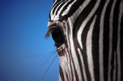 Zebra Magnet