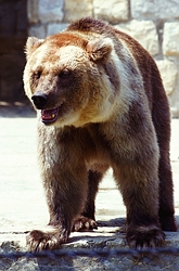 Brown Bear